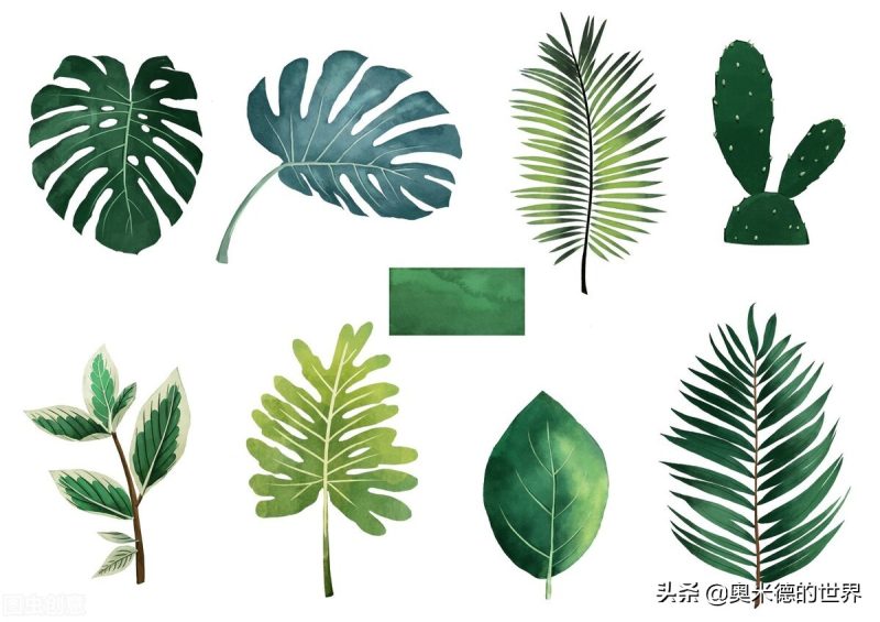 珍稀植物有哪些（地球上最珍稀的20种植物介绍）-1