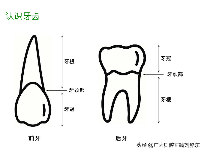 牙齿位置描述图（一纸简单图文带你快速了解我们的牙齿）-2