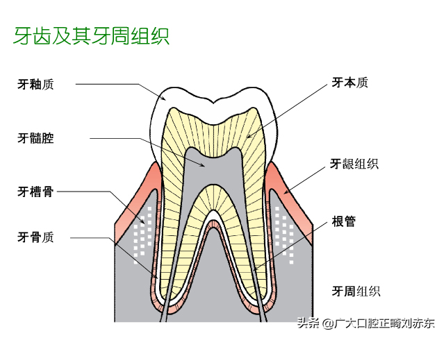 牙齿位置描述图（一纸简单图文带你快速了解我们的牙齿）-5